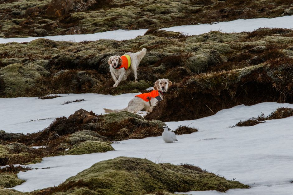 Bird dog
