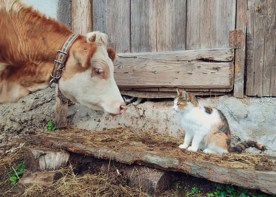 Cat-Cow