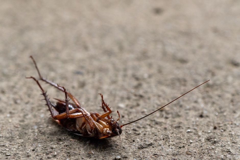 Dead bug